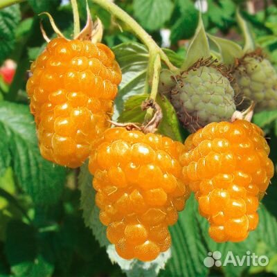 Саженцы малины