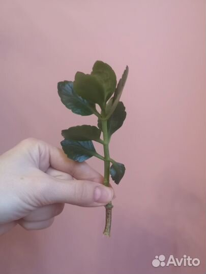 Каланхоэ Блоссфельда Каландива