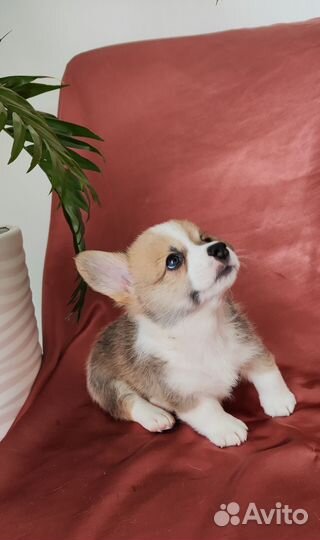 Вельш-корги пемброк