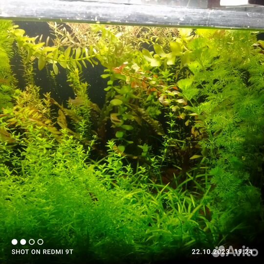 Набор растений для аквариума