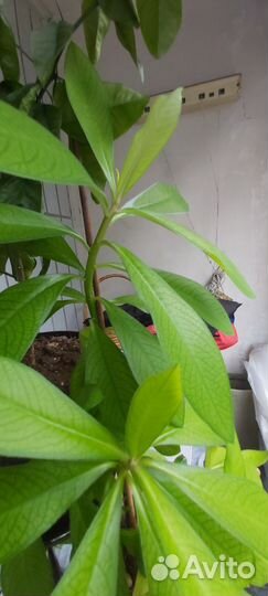 Синадениум