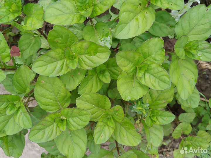 Мята разные сорта