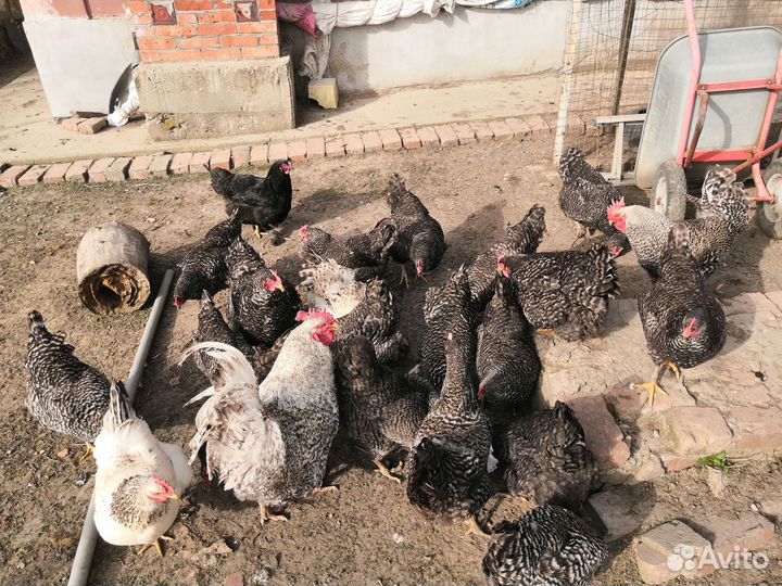 Цыплята Плимутроки суточные