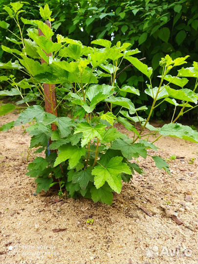 Смородина красная и белая молодые кустики плодонос