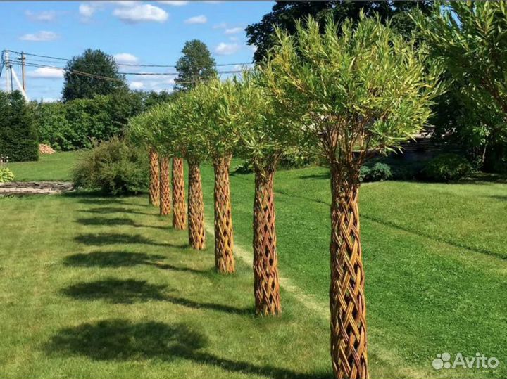 Ива плетеная, русская пальма