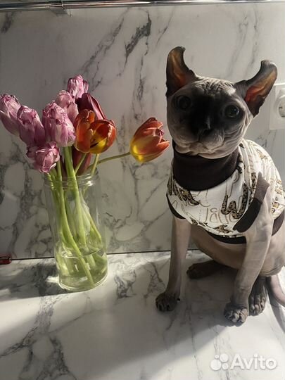 Котята сфинкс эльф вязка