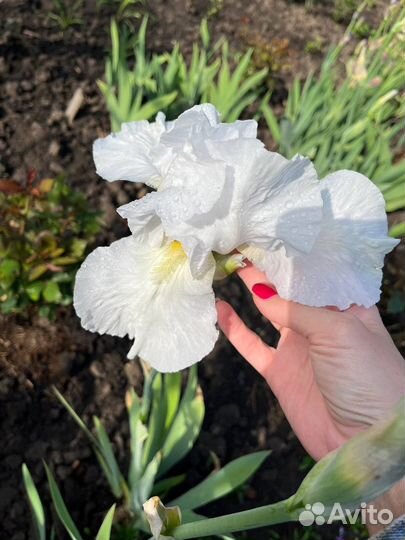 Ирисы сортовые высокорослые (белый)