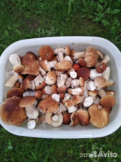 Грибы белые