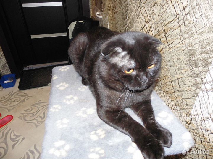 Предлагаю для вязки вислоухого шотландского кота