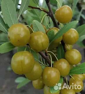 Сливово-вишневый гибрид