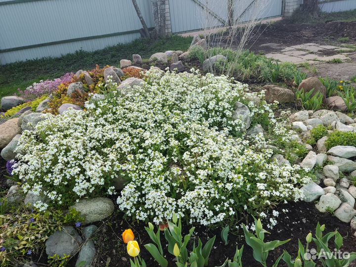 Арабис альпийский белый