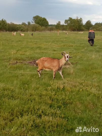 Козлята/ козы