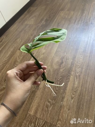 Монстера эскилето