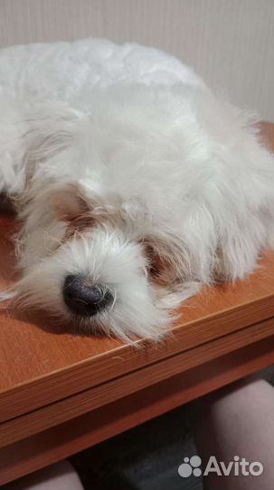 Стрижка собак, Экспресс линька для Хаски