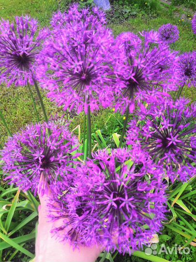 Декоративный лук Аллиум