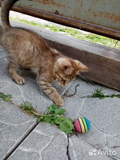 Котёнок Девочка