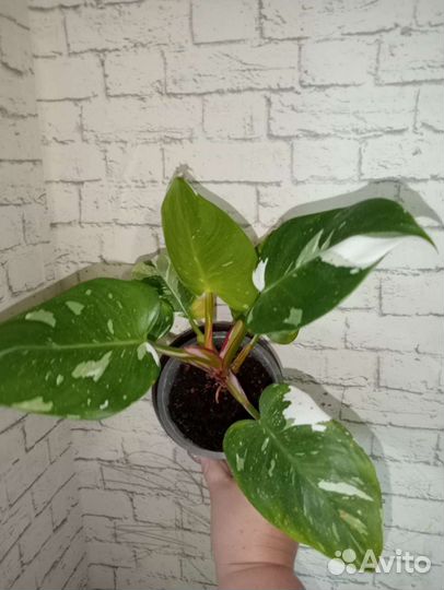 Филодендроны