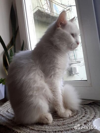 Котик Беляшик