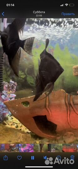 Аквариум 20 л