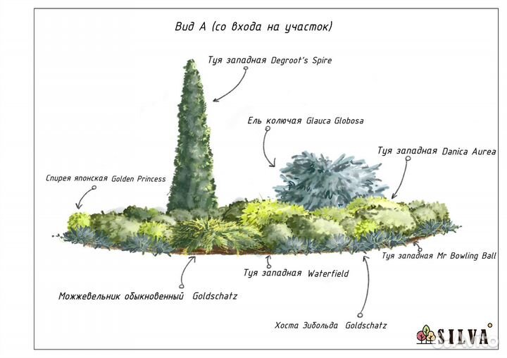 Проектирование древесно-кустарниковых групп