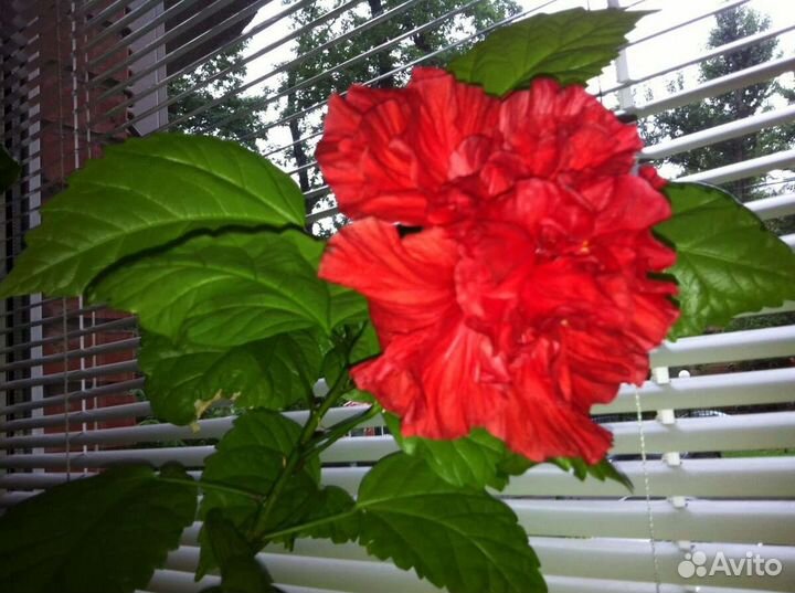 Гибискус китайская роза