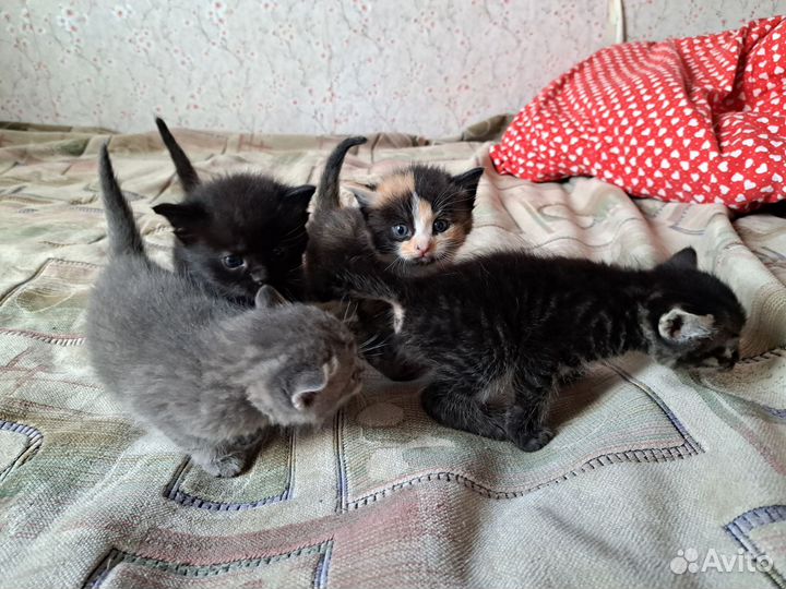 Котята в добрые руки