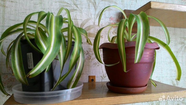 Цветы комнатные