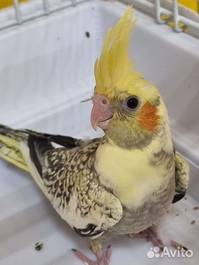 Корелла, попугай карелла