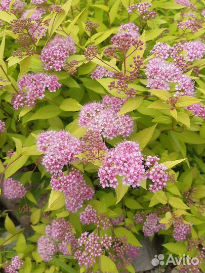 Спирея голден принцесс