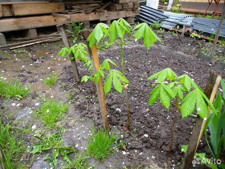 Каштан конский