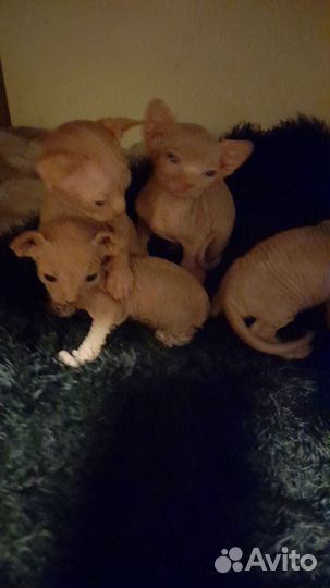 Продажа котят сфинксов