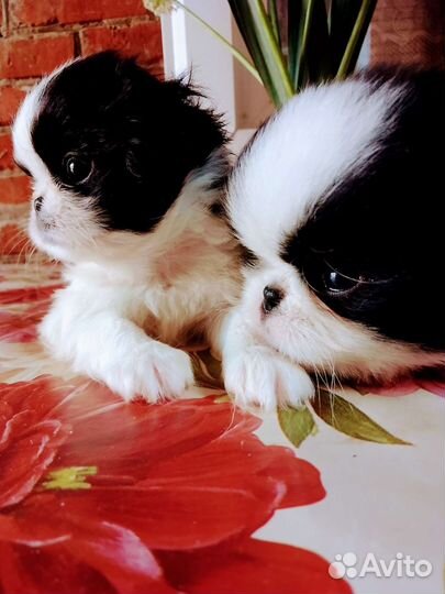 Японский хин