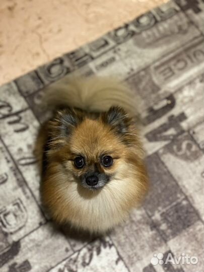 Шпиц на вязку девочка