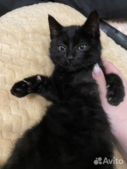 Черный котенок