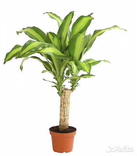 Пальма драцена
