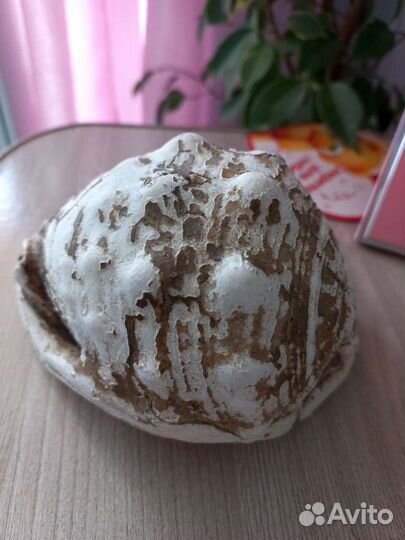 Ракушка