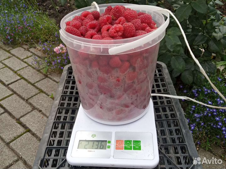 Ремонтантная малина