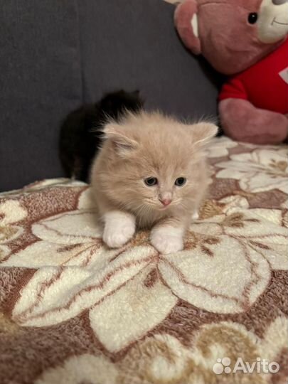 Курильский бобтейл