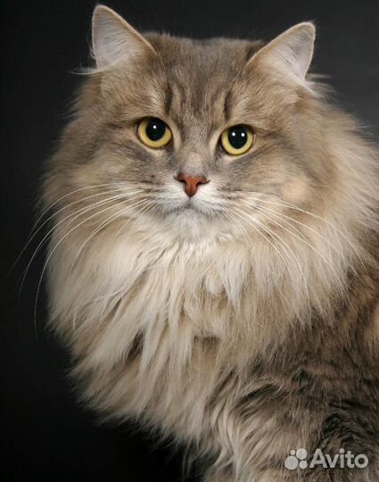 Передержка кошек/котов