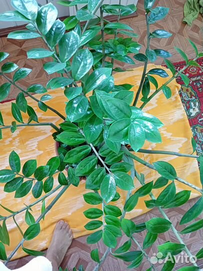 Комнатные растения