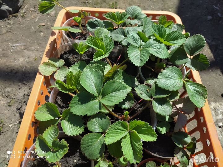 Рассада крупноплодной клубники