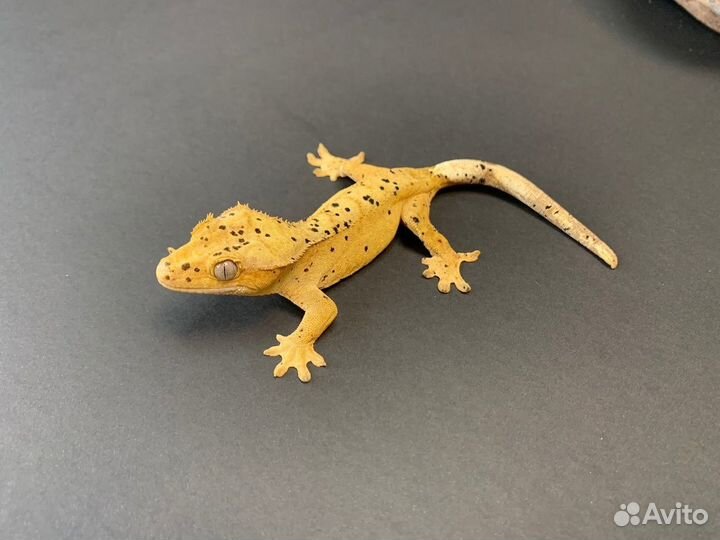 Реснитчатый бананоед самка (145)