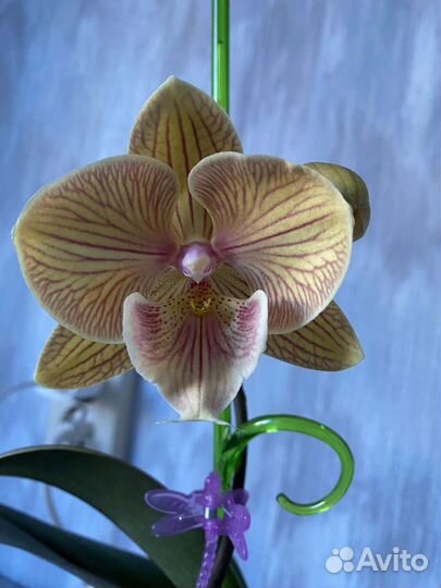 Орхидея фаленопсис биг лип