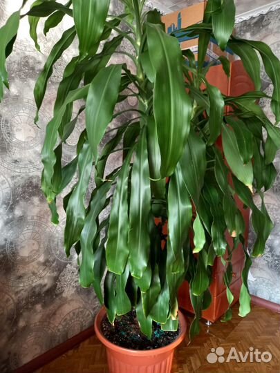 Пальма драцена