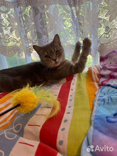 Кошка в добрые руки