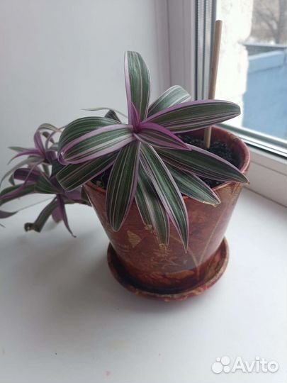 Цветок Рео с горшком