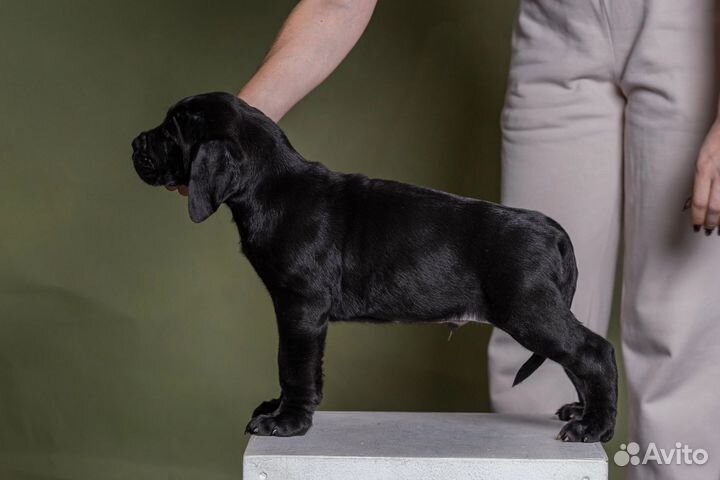 Щенки кане корсо