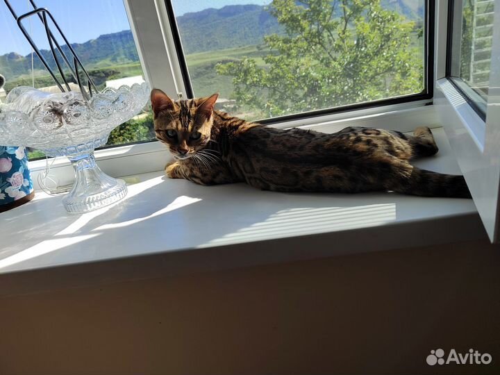Бенгалы кот и кошка
