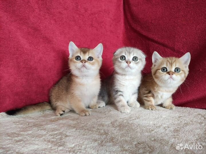 Котята очень красивые