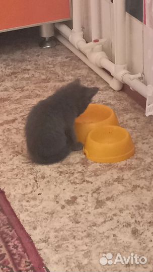 Котенка в добрые руки,бесплатно